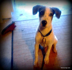 Picture of Catahoula mountain biking puppy